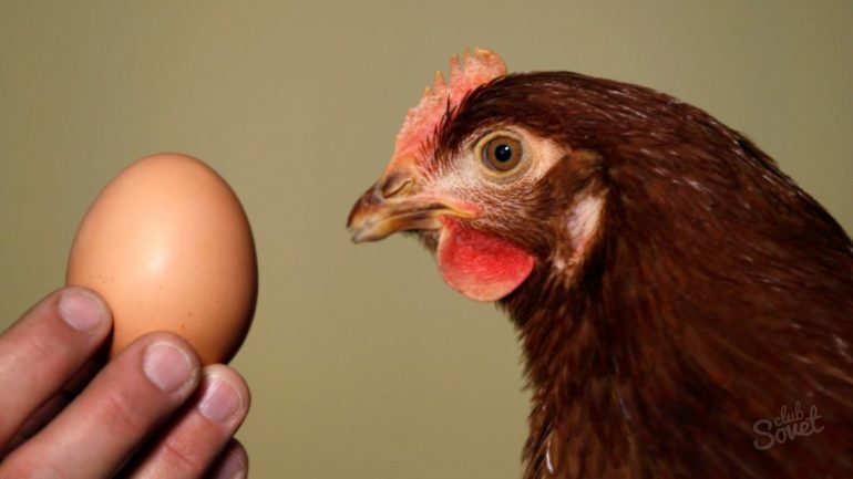 Почему куры не несутся летом – что делать?