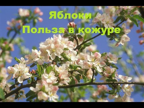 Яблоки: польза и вред, показания и противопоказания к употреблению, лечебные свойства, секреты правильной заготовки на зиму и способы хранения свежих плодов