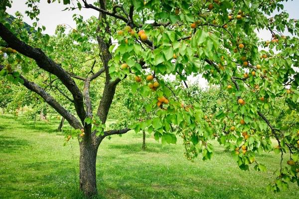Корисні властивості кори абрикосового дерева Корисні властивості кори абрикосового дерева