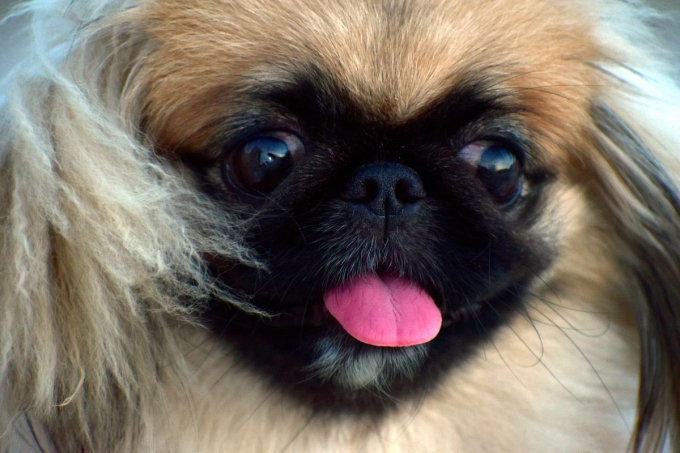 Пухнастий песик з цього відео вирішив випросити у господині гумових качечок