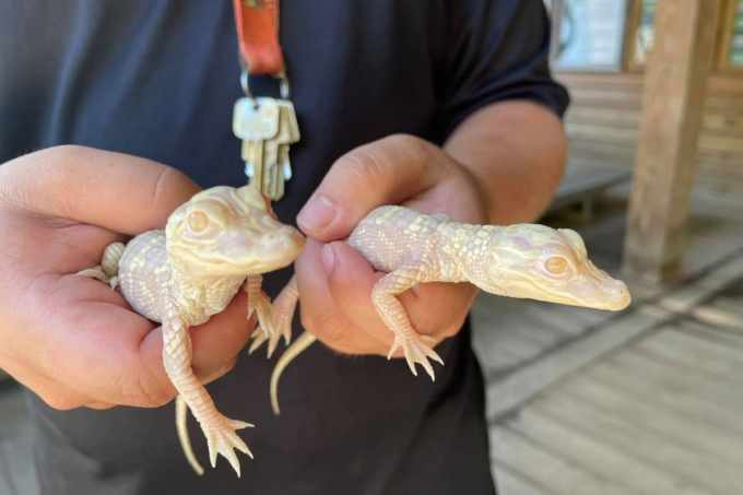 В американському парку Wild Florida народилося відразу два алігатора-альбіноса