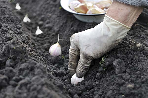 До чого сниться часник жінці чи чоловікові — 55 тлумачень із різних сонників.