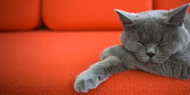 Як і чим вивести котячу сечу з дивана: швидкі способи!