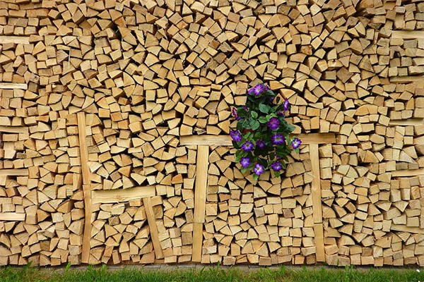 До чого сниться дрова жінці чи чоловікові — 60 тлумачень з різних сонників