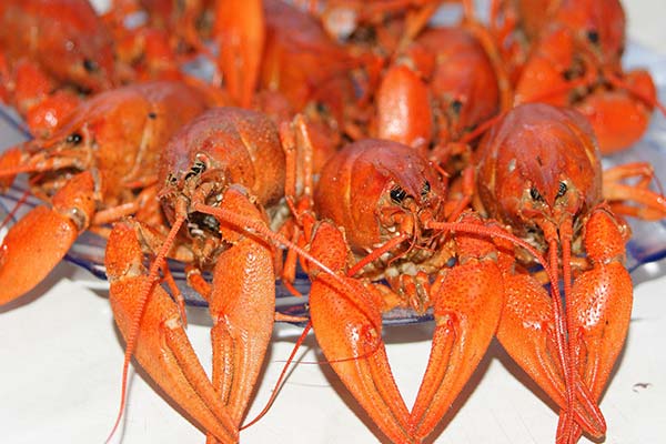 До чого сниться купувати раків — 40 тлумачень із різних сонників