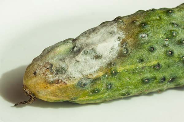 До чого сняться гнилі огірки жінці чи чоловікові — 10 тлумачень із різних сонників