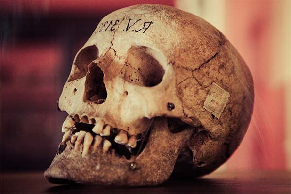 До чого сниться череп людини чи тварини — 180 тлумачень із різних сонників.