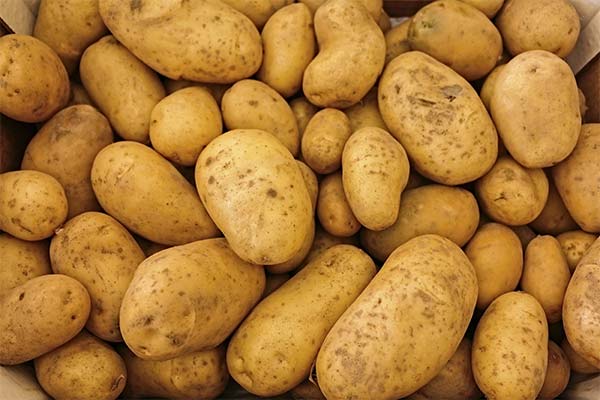До чого сниться картопля жінці чи чоловікові — 148 тлумачень із різних сонників.