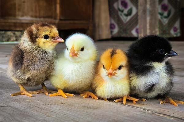 До чого сняться курчата жінці чи чоловікові — 46 тлумачень із різних сонників.