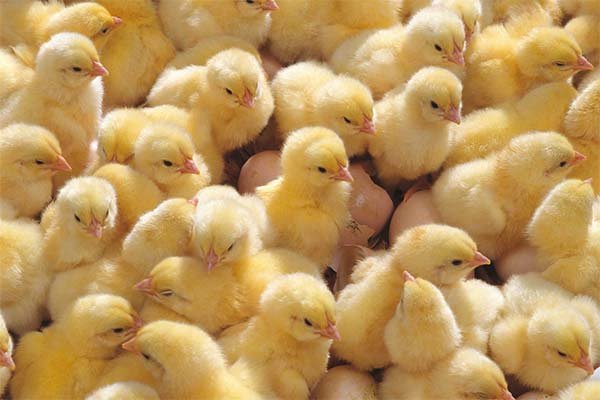 До чого сняться курчата жінці чи чоловікові — 46 тлумачень із різних сонників.