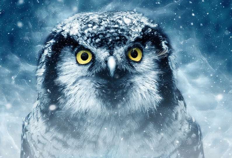 До чого сниться сова уві сні жінці?