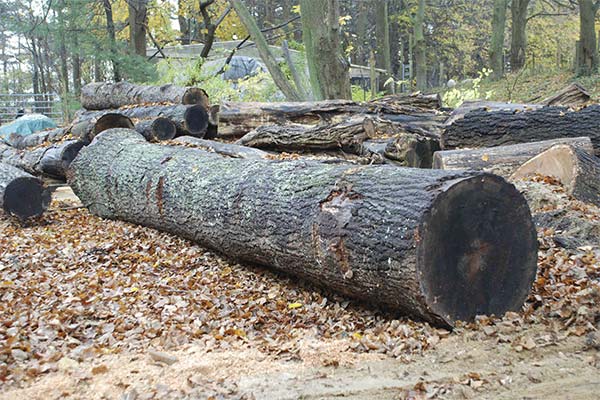 До чого сниться колода жінці чи чоловікові — 59 тлумачень із різних сонників.
