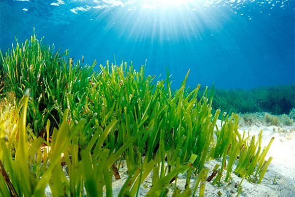 До чого сняться водорості в морі, річці чи басейні — 45 тлумачень із різних сонників.