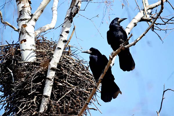 До чого сняться чорні або білі граки — 44 тлумачення з різних сонників.