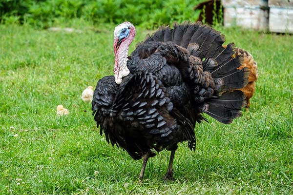 До чого сниться індик жінці чи чоловікові — 43 тлумачень із різних сонників.