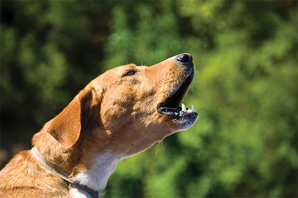 До чого сниться гавкіт собаки жінці чи чоловікові — 35 тлумачень із різних сонників.