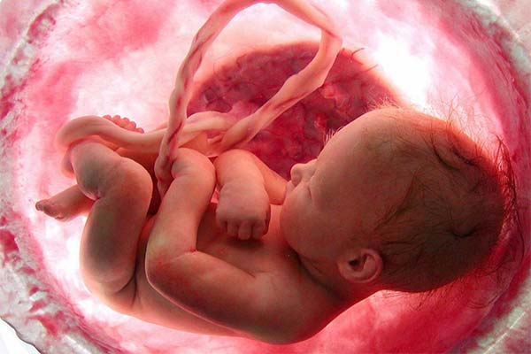 До чого сниться зародок людини чи тварини — 39 тлумачень із різних сонників.