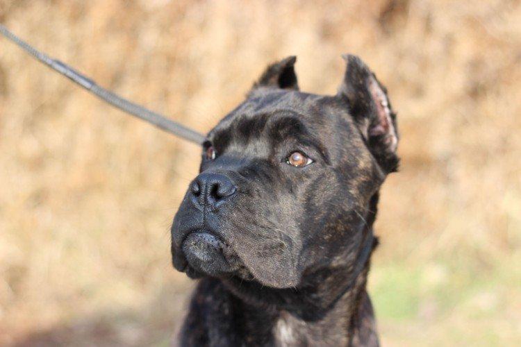 Кане-корсо - опис породи, характер та догляд (60 фото)