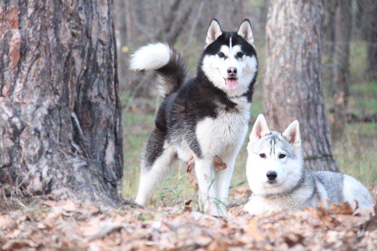 Сибірський хаски (60 фото): опис породи, характер та догляд
