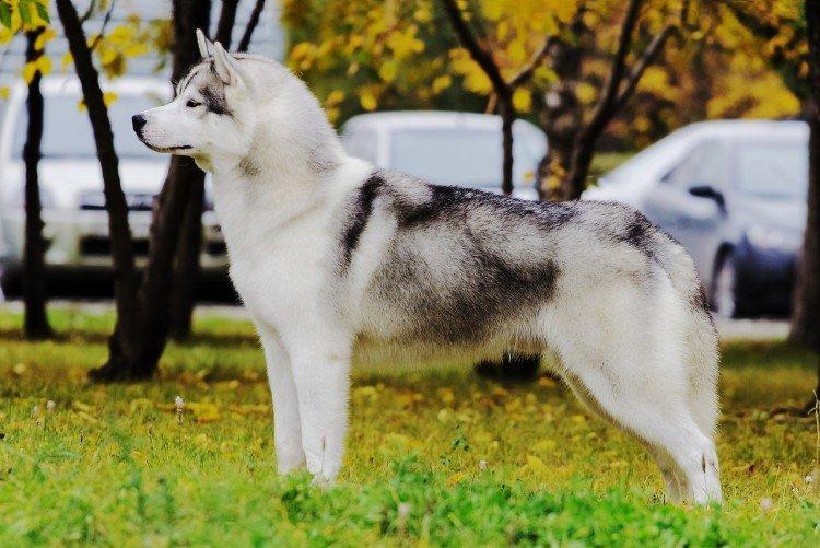 Сибірський хаски (60 фото): опис породи, характер та догляд
