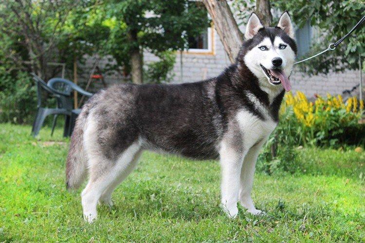 Сибірський хаски (60 фото): опис породи, характер та догляд